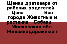 Щенки дратхаара от рабочих родителей › Цена ­ 22 000 - Все города Животные и растения » Собаки   . Московская обл.,Железнодорожный г.